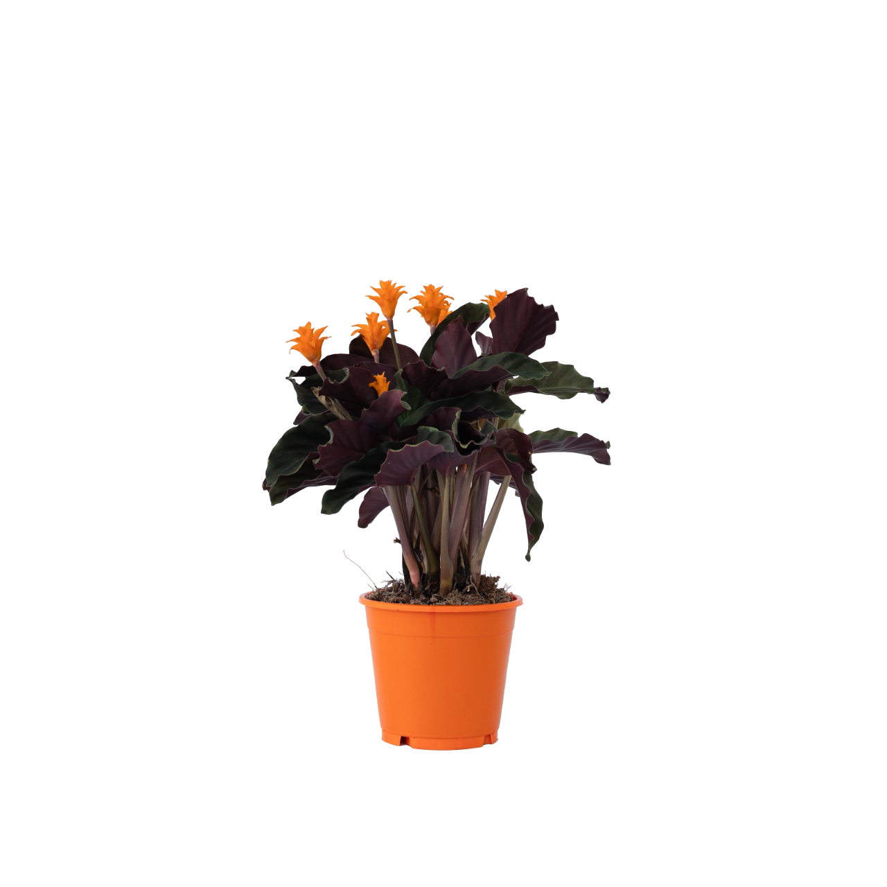 Prayer Plant - Calathea crocata 'Tassmania' - Height 40-50cm - ⌀14cm