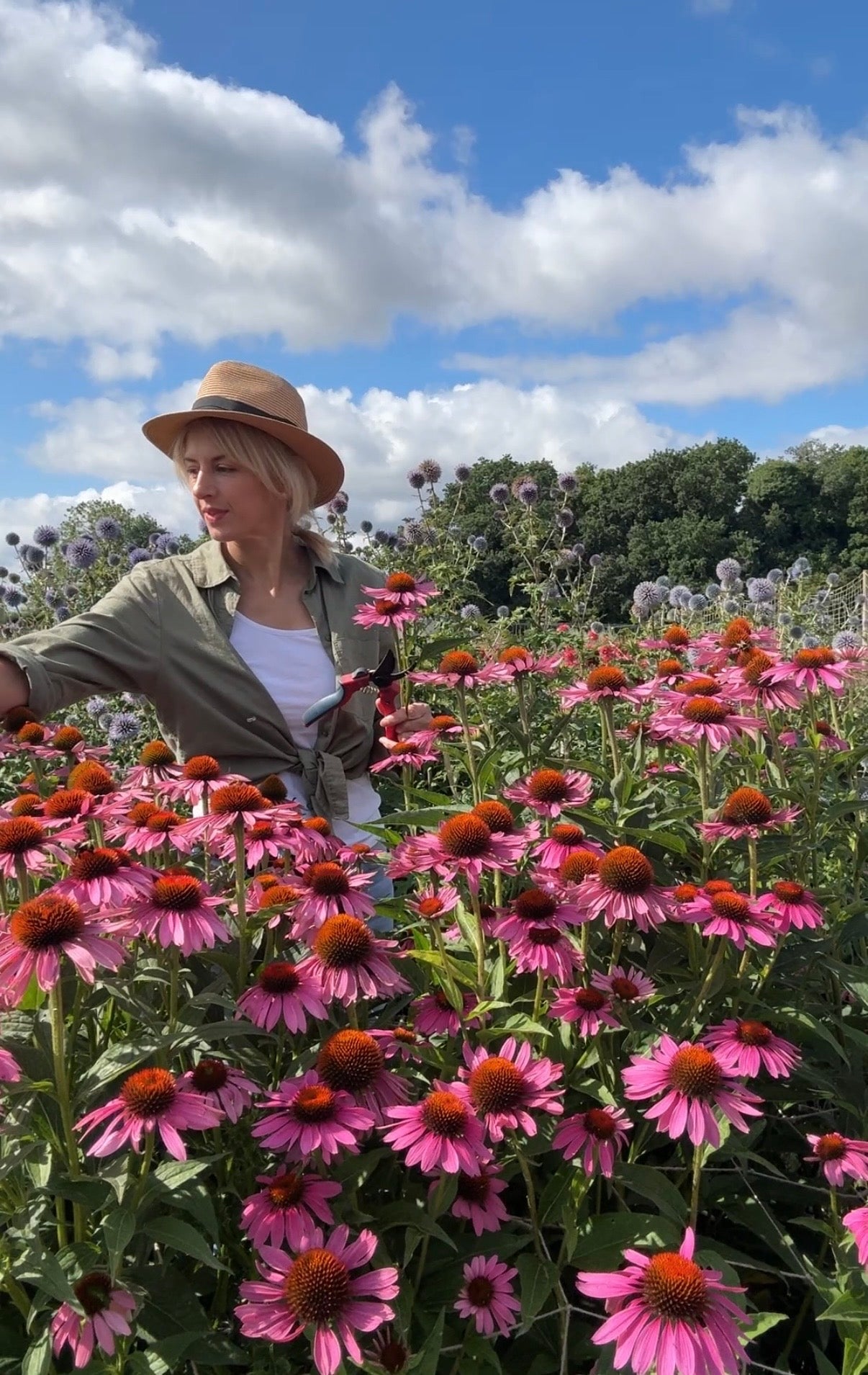 Echinacea Purple Coneflower
