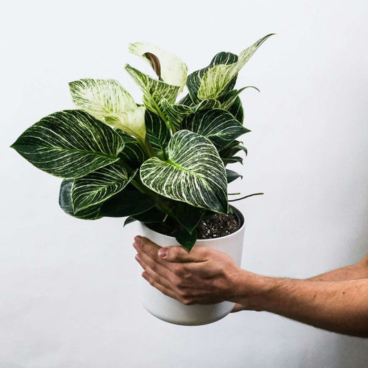 Zebra Plant - 4 pcs. - Aphelandra squarrosa 'Botanica' - Height 25-45cm - ⌀13cm