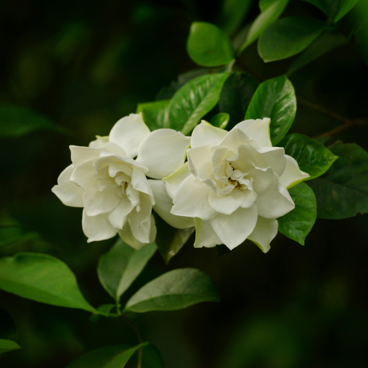 Cape Jasmine - 2 pcs. - Gardenia jasminoides - Height 20-30cm - ⌀13cm