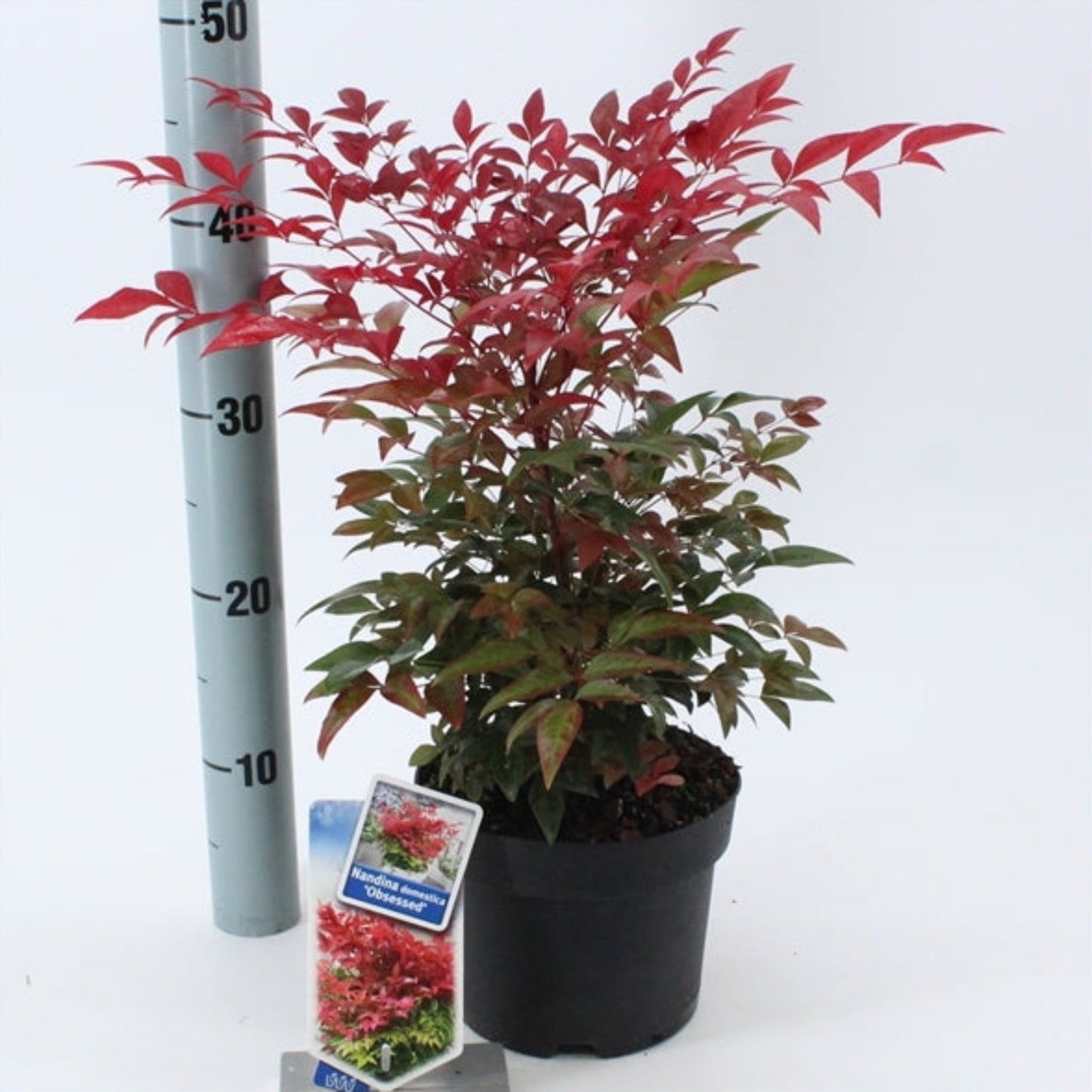 Nandina domestica 'Obsessed' 9cm / 3L / 10: