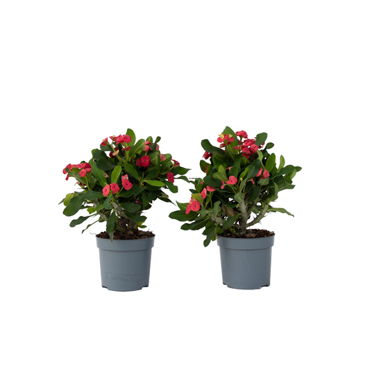 Crown of thorns - 2 pcs. - Euphorbia 'Milii' - Height 25-35cm - ⌀13cm