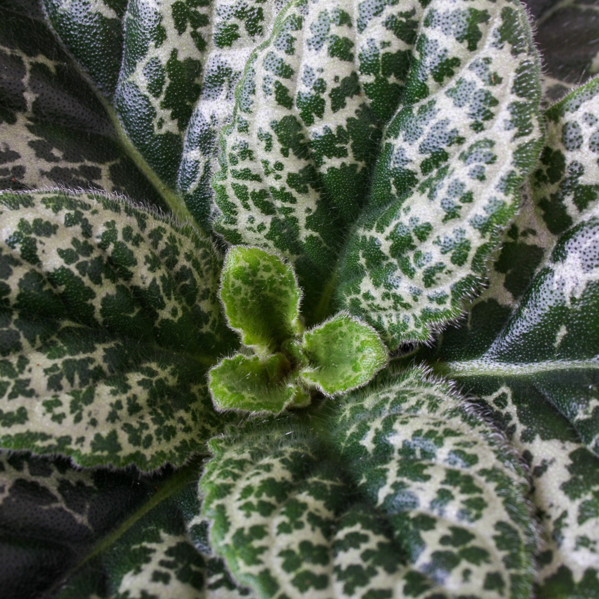 Cape primrose - 2 pcs - Streptocarpus 'Pretty Turtle' - Height 25-35cm - ⌀13cm