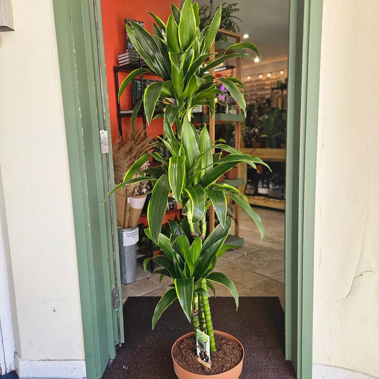 Dracaena fragrans Various varieties (Dragon tree)