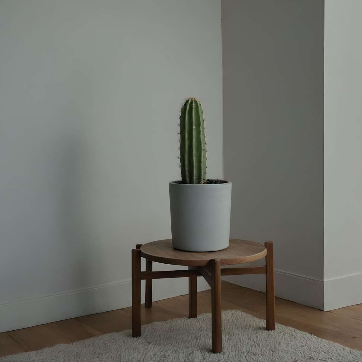 Candelabra tree cactus - Euphorbia ingens - Height 40-50cm - ⌀18cm