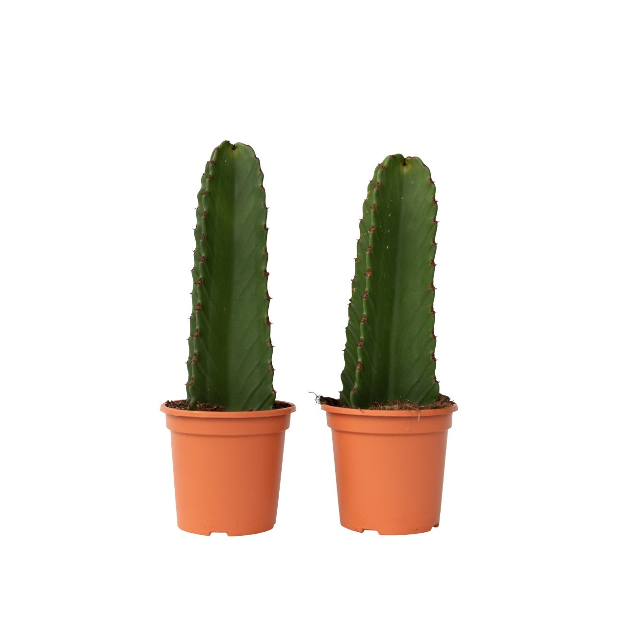 Candelabra tree cactus - 2 pcs. - Euphorbia ingens - Height 40-50cm - ⌀18cm