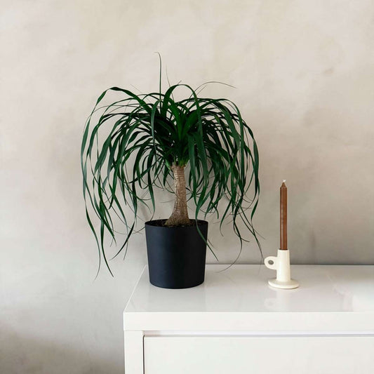 Ponytail Palm - Beaucarnea 'recurvata' - Height 60-70cm - ⌀21cm