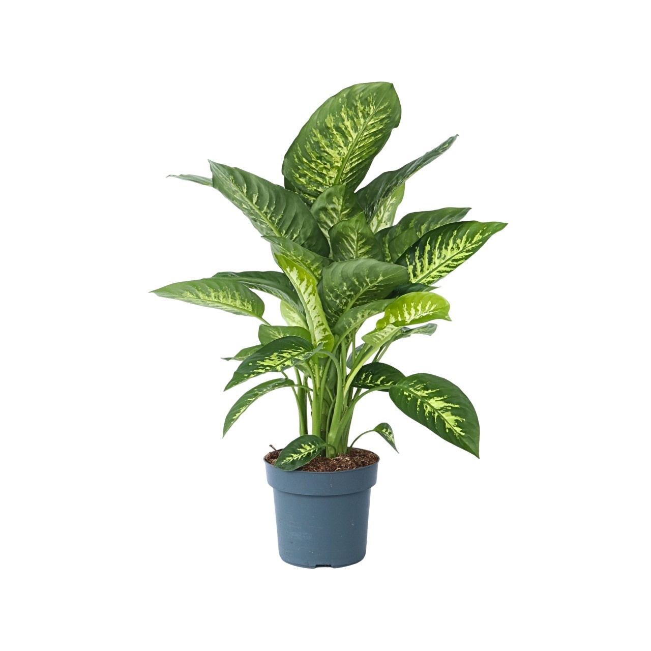 Dumb Cane - Dieffenbachia 'Tropic' - Height 70-80cm - ⌀24cm