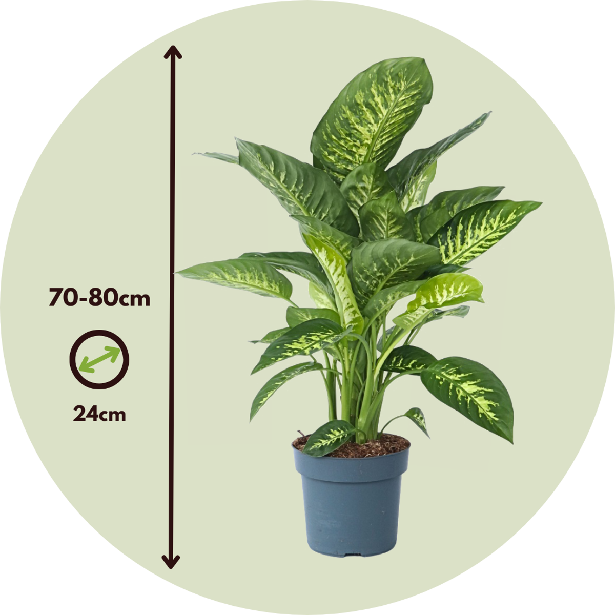 Dumb Cane - Dieffenbachia 'Tropic' - Height 70-80cm - ⌀24cm