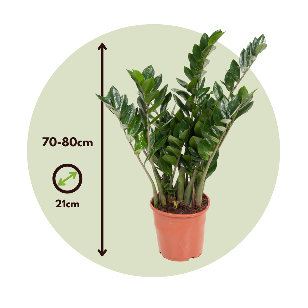 ZZ Plant - Zamioculcas Emerald - Height 70-80cm - ⌀21cm