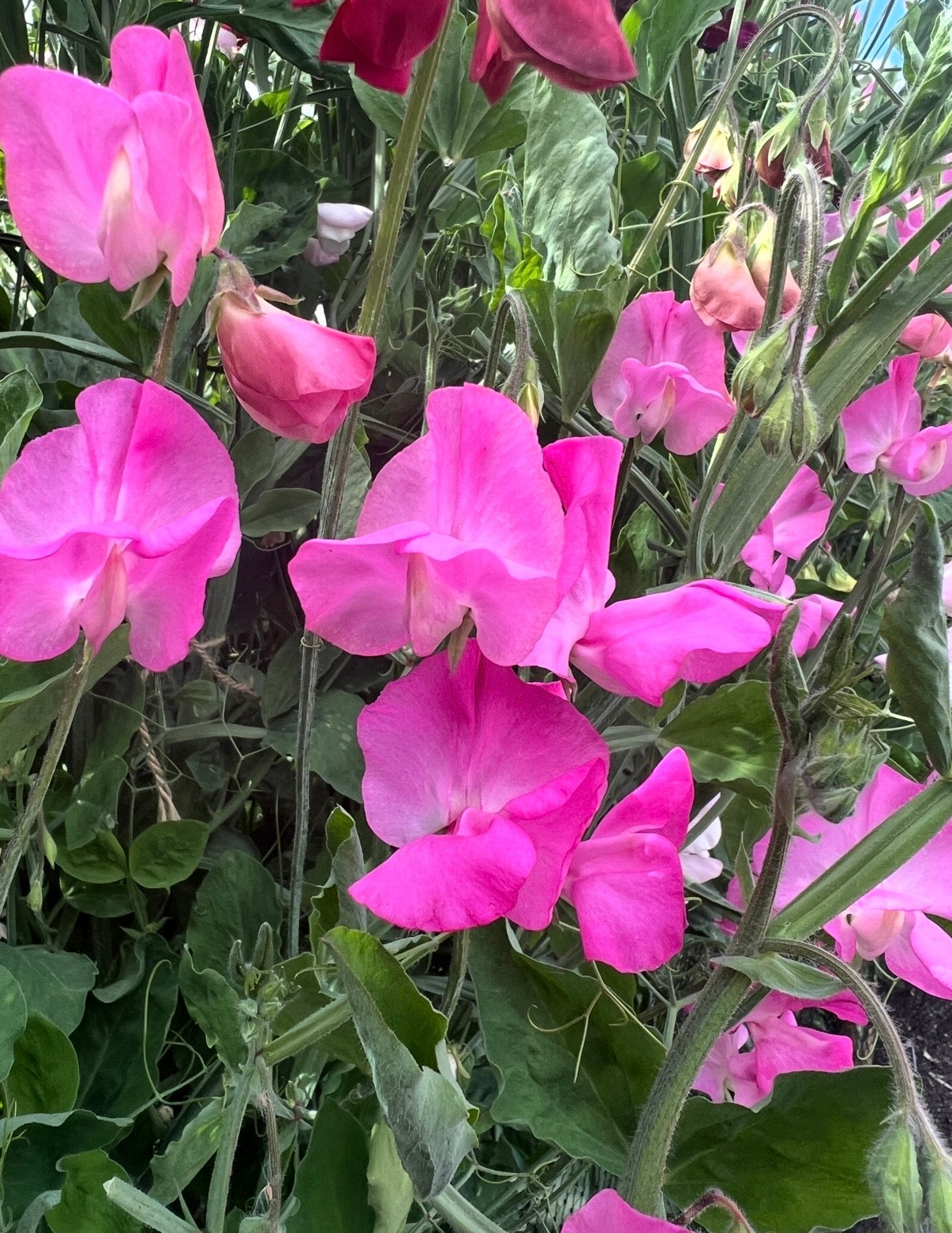 Sweet Pea Parfume Millennium