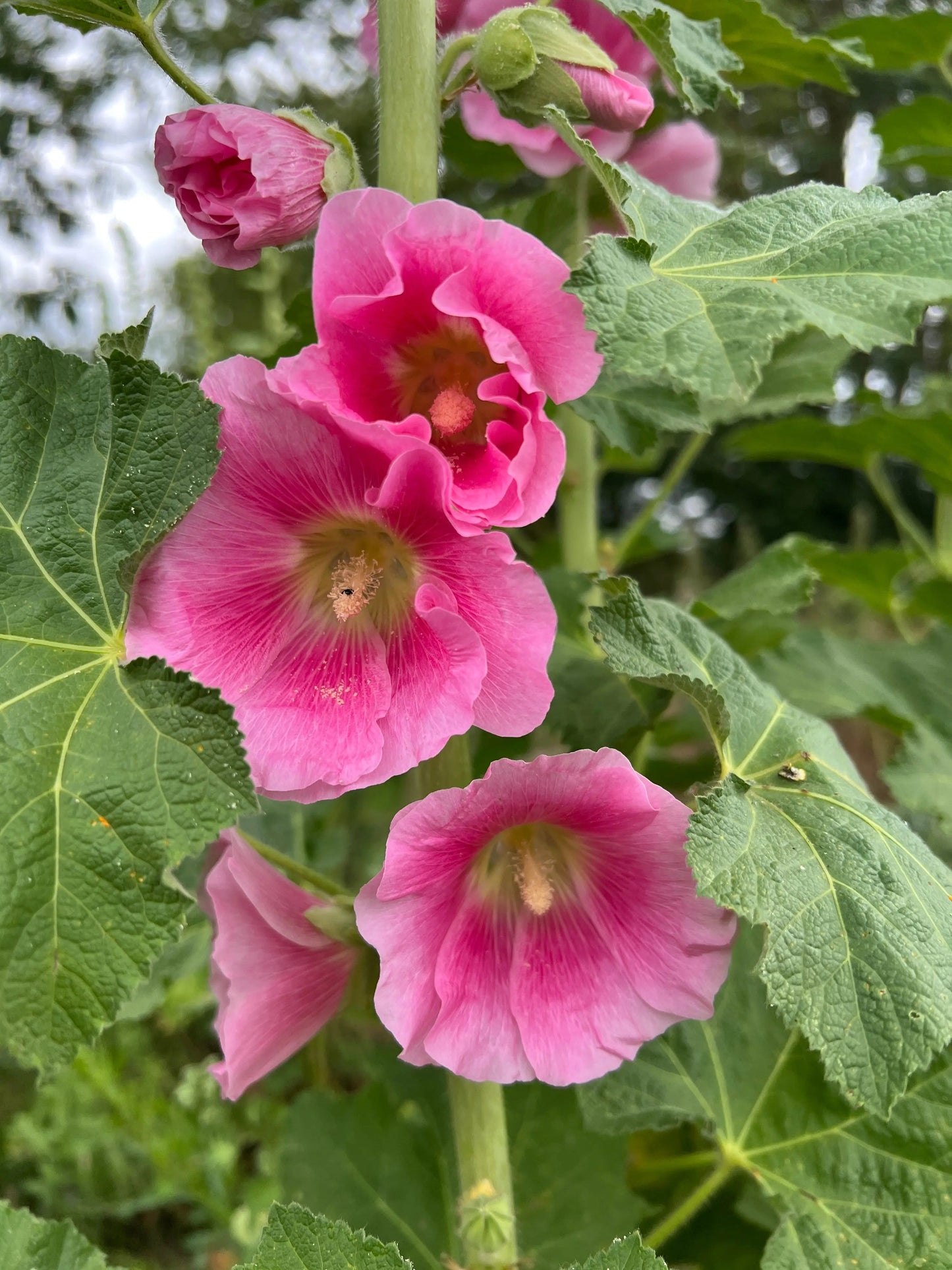 Hollyhock Bishy Barnabee Mix