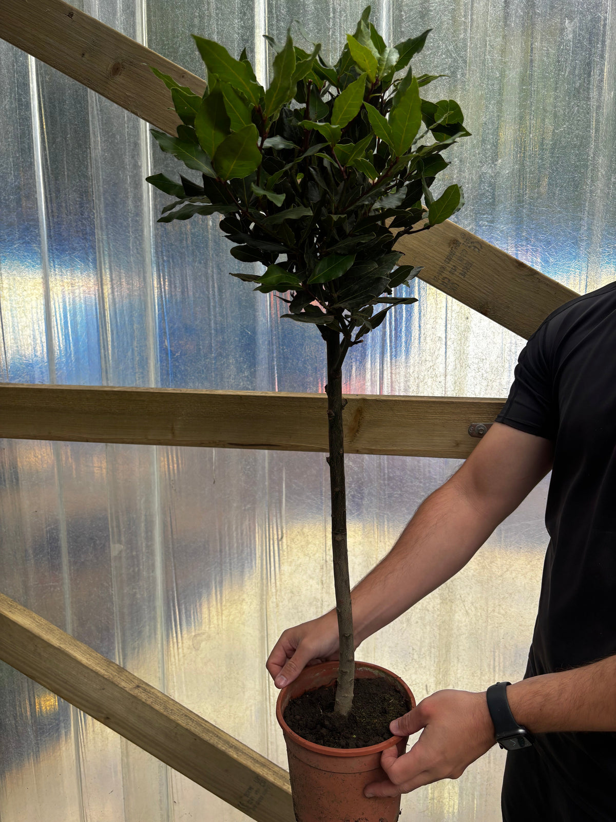 Standard Bay Tree | Laurus nobilis (70-80cm)