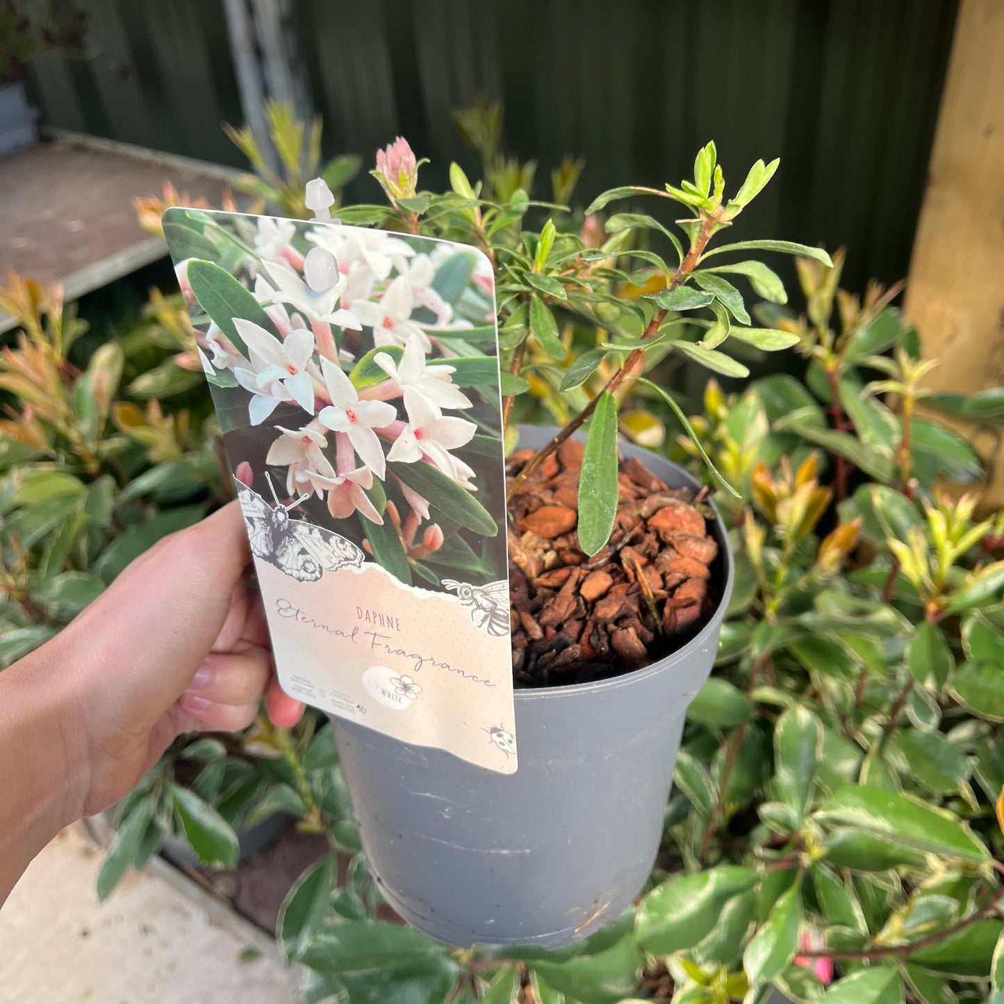 Daphne x Eternal Fragrance 1.5L/2L