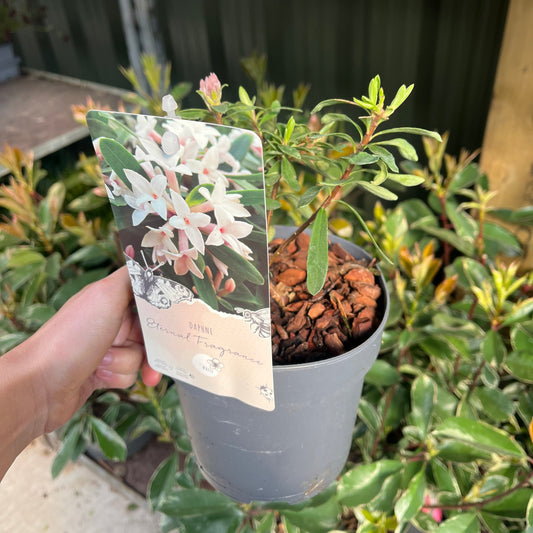 Daphne x Eternal Fragrance 1.5L/2L
