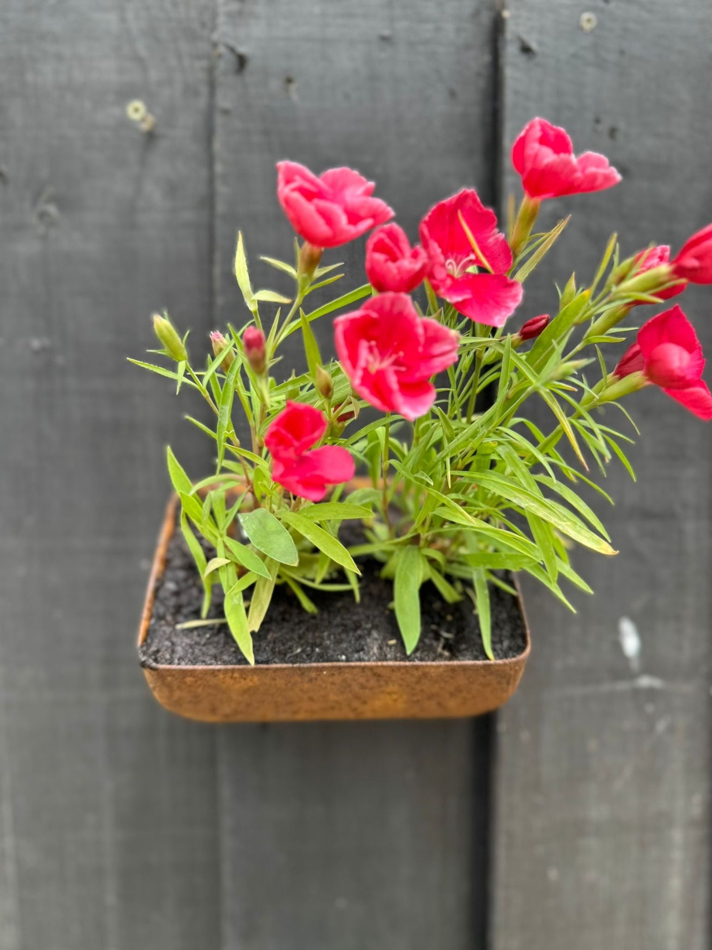 Vintage Rusty Metal Wall Mounted Planter / Herb Planter Plant Pot Fence Display