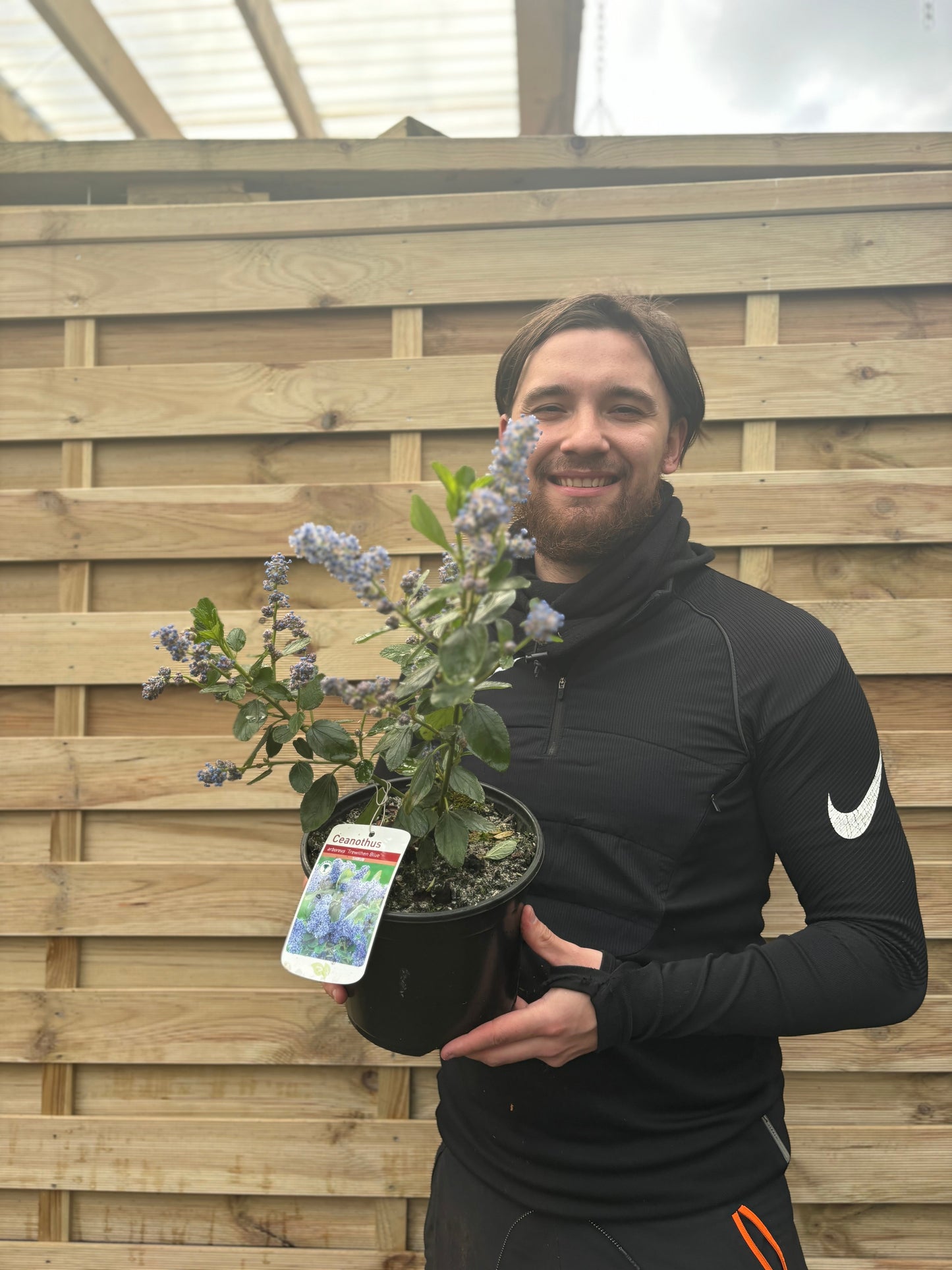 Ceanothus 'Trewithen Blue' (Californian Lilac) 3L