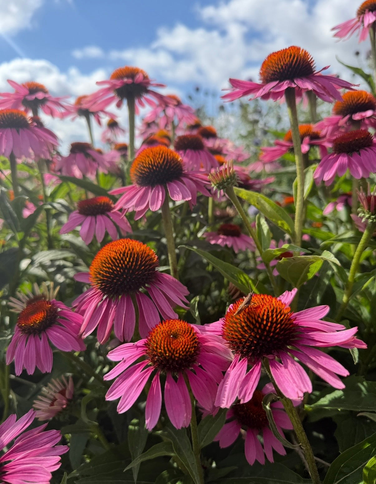 Echinacea Purple Coneflower