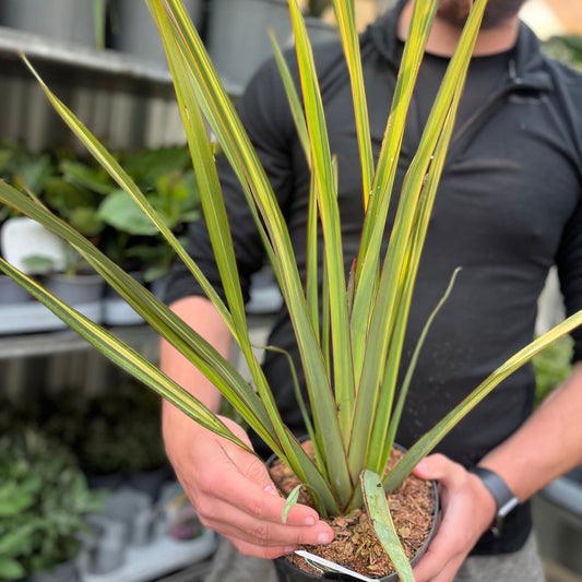 Phormium 'Apricot Queen' 2L (50-60cm inc. pot)