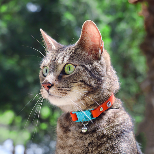 KITTYRAMA SAFFRON CAT COLLAR - Quick Release, Breakaway, Hypoallergenic