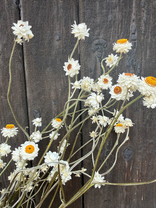 Ammobium Dried | Winged Everlasting | Norfolk 50-70cm