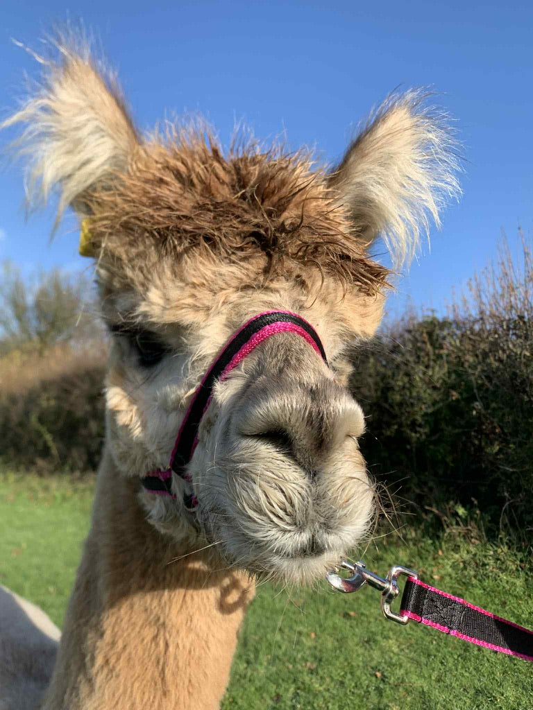 Banbury Headcollar - For Minis, Alpaca, Llama, Sheep