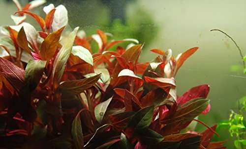 Ludwigia Glandulosa - 1- 25 Bunches / Oxygenating Pond Water Plants/ weed - OX013