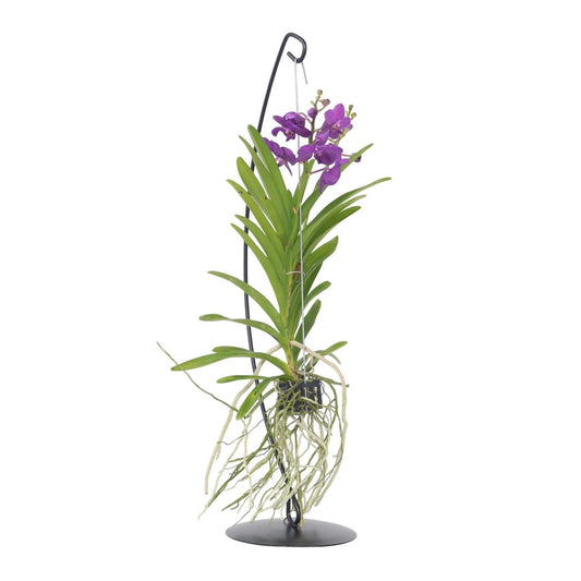 Vanda Orchid - Vanda 'Blue' - Height 45-55cm