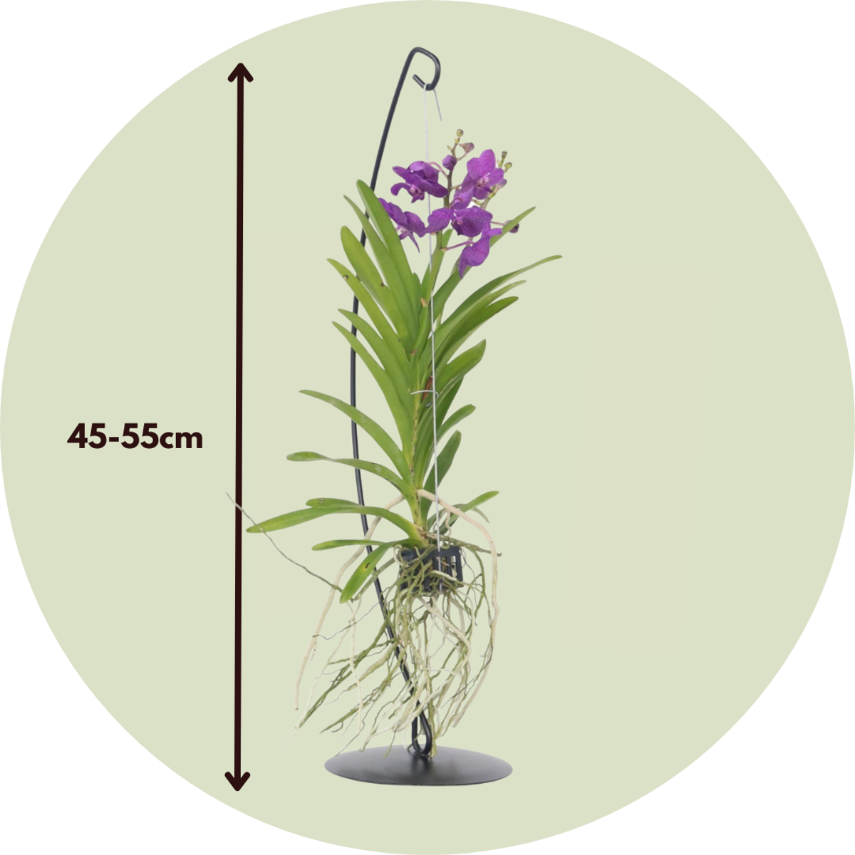 Vanda Orchid - Vanda 'Blue' - Height 45-55cm