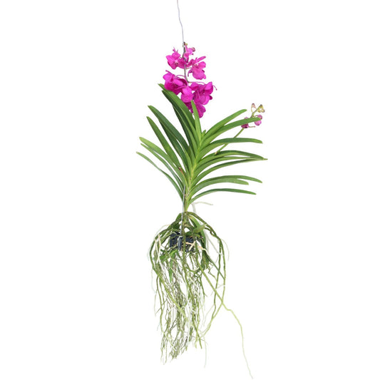 Vanda Orchid - Vanda 'Tayanee Cerise' - Height 55-65cm
