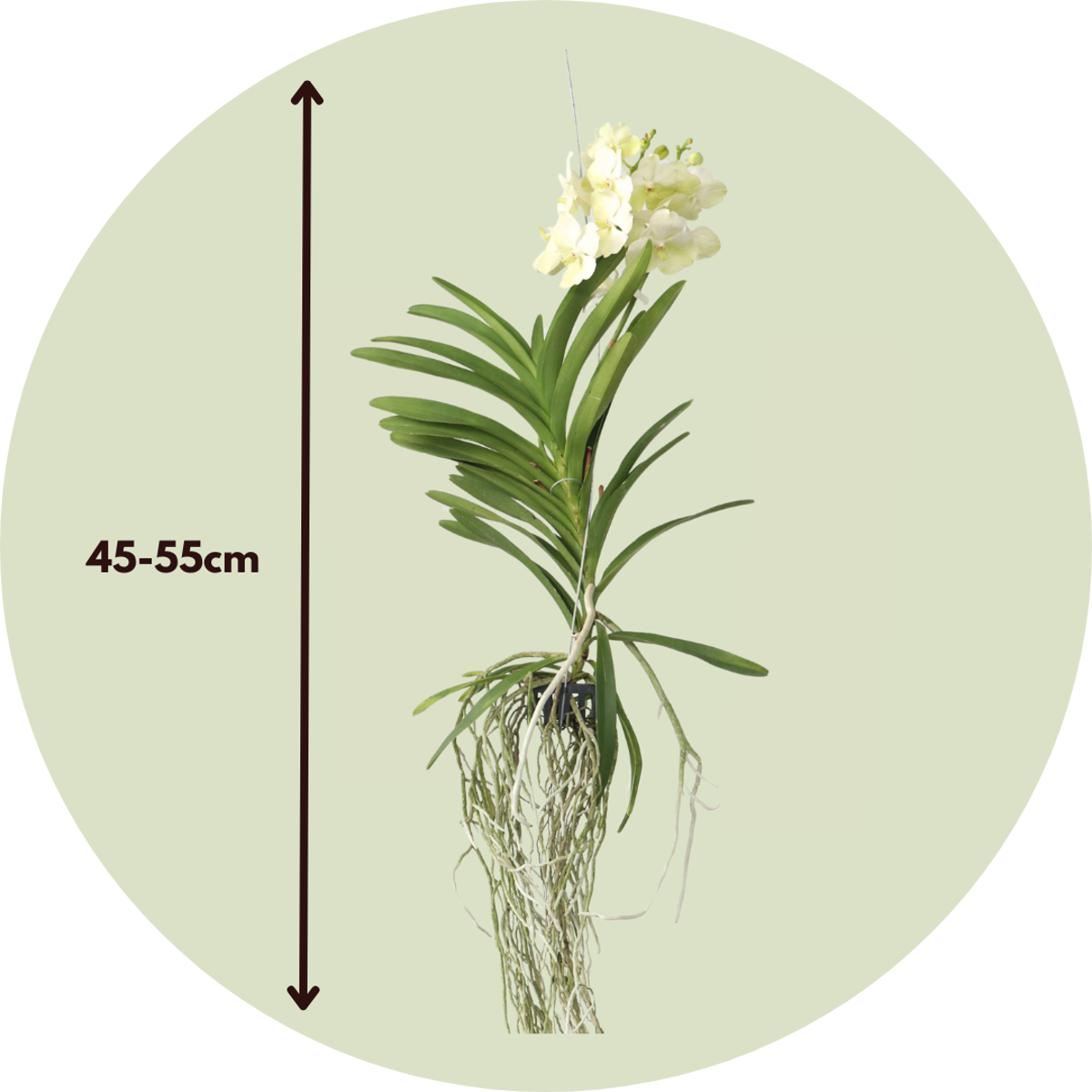 Vanda Orchid - Vanda 'Tayanee White' - Height 45-55cm