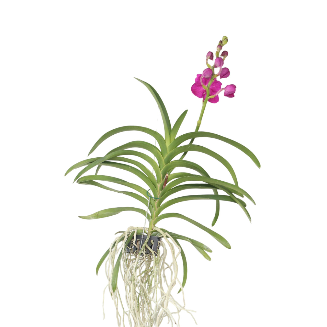 Vanda Orchid - Vanda 'Pink' - Height 55-65cm