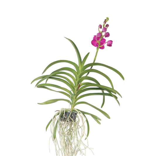 Vanda Orchid - Vanda 'Pink' - Height 55-65cm