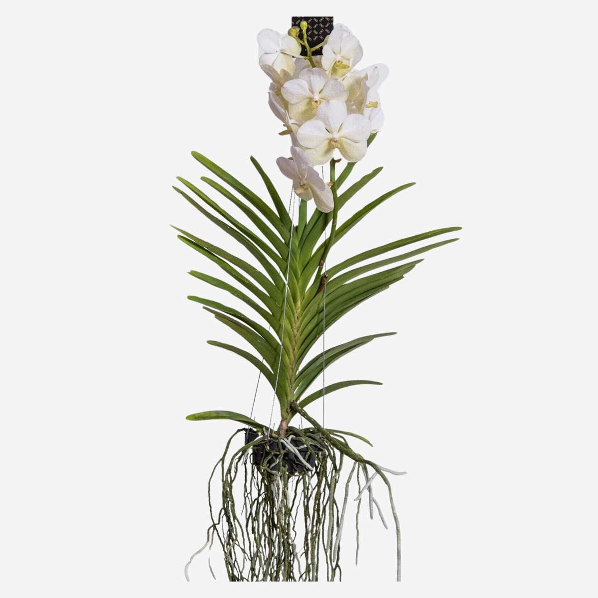 Vanda Orchid - Vanda 'White' - Height 55-65cm