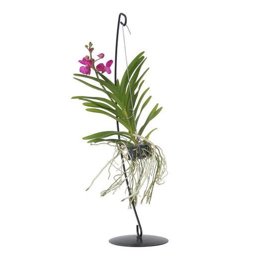 Vanda Orchid - Vanda 'Pink' - Height 45-55cm