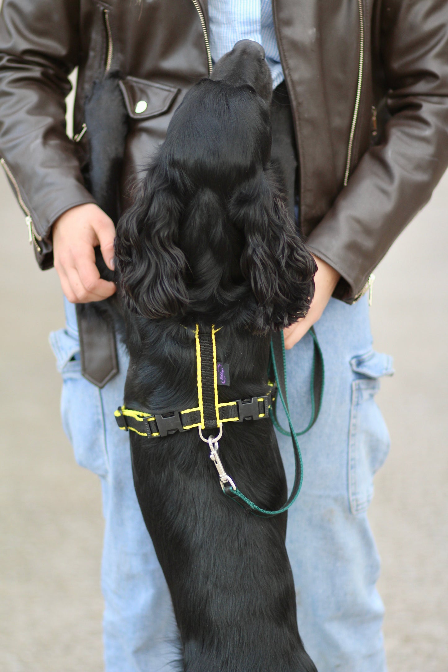 Webbing Dog Harness