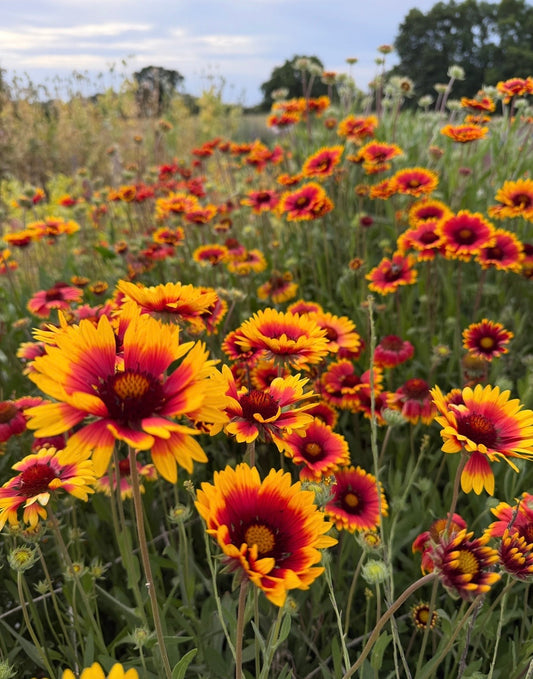 Gaillardia Aristata Bicolour Goblin