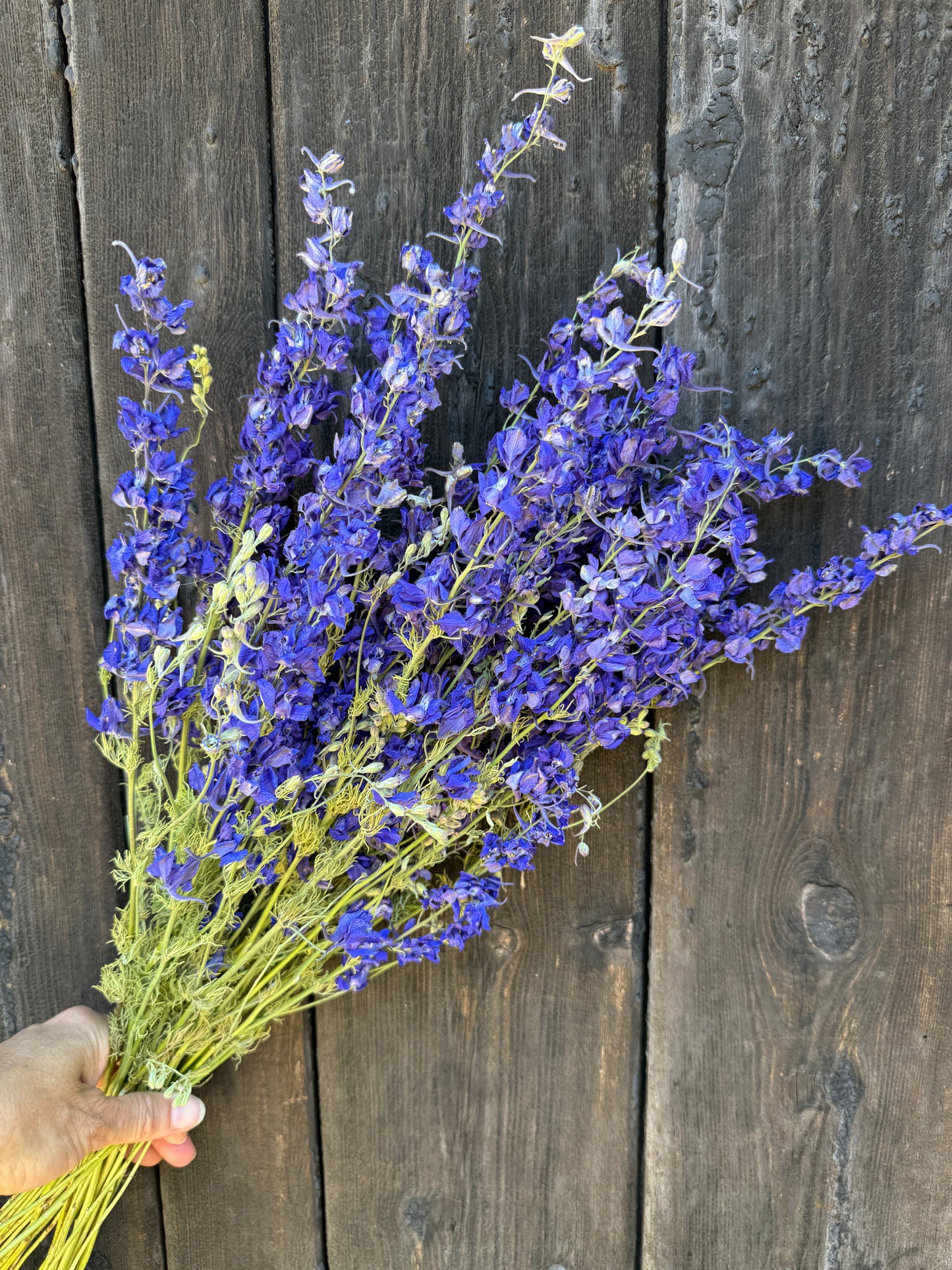 Larkspur Dried | Purple or Mixed | Norfolk Cottage