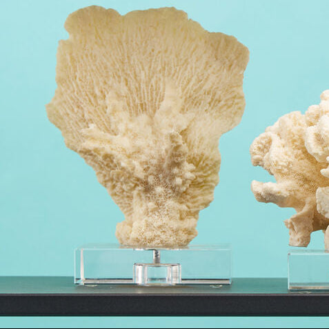 Small White Coral Decor | Boho