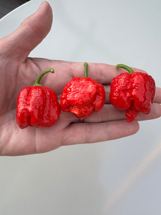 Armageddon Chilli