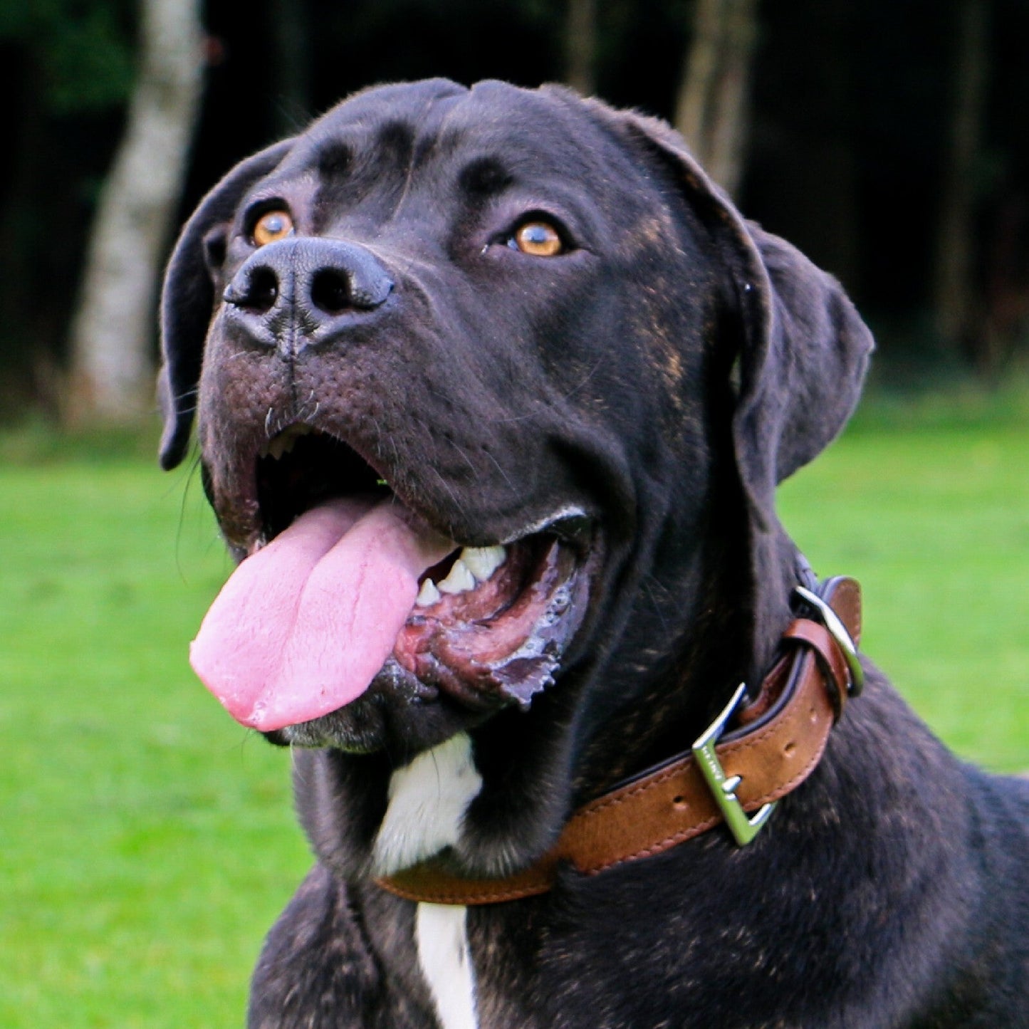 Vintage Padded Leather Collar