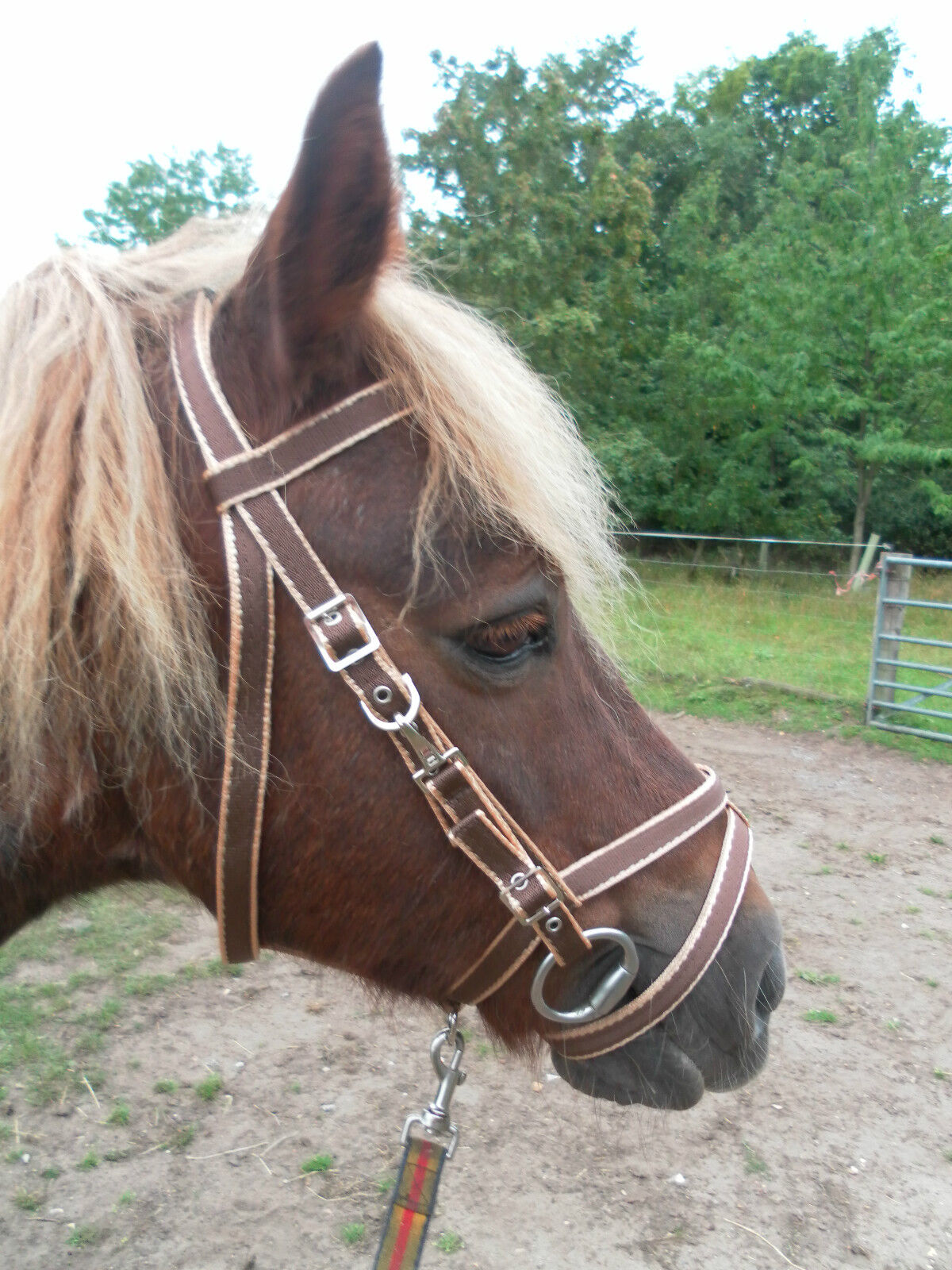 Exmoor Bridle