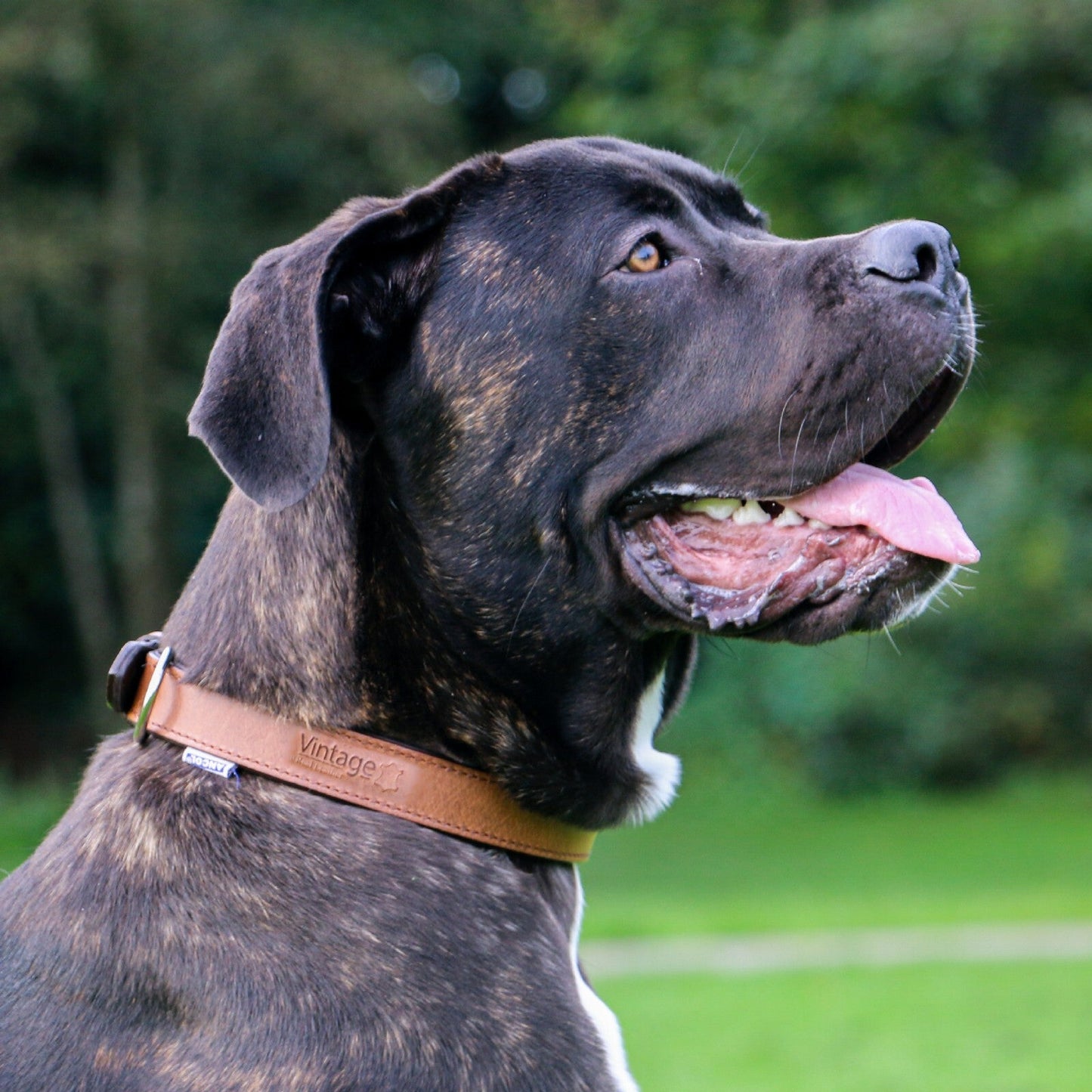 Vintage Padded Leather Collar