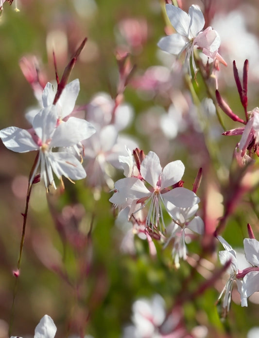 Gaura 'The Bride'
