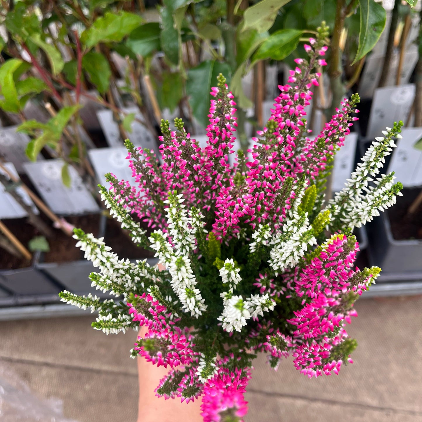 Calluna Heather Trio 9cm