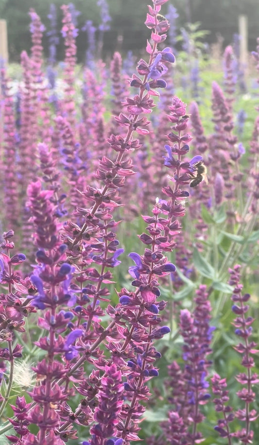 Salvia Violet Queen