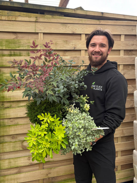 Special offer Shrub Mix