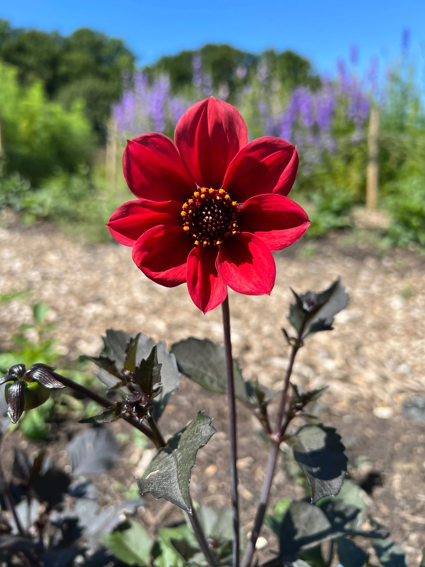 Dahlia Bishops Children Mix