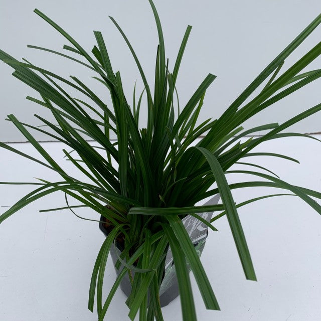 Carex oshimensis 'Irish Green' 2L / 3L