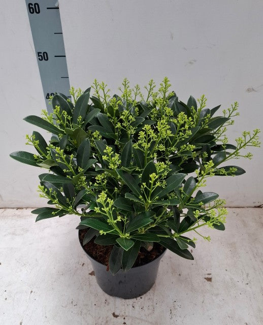 Skimmia japonica 'Finchy' 10.5cm / 2L / 5L